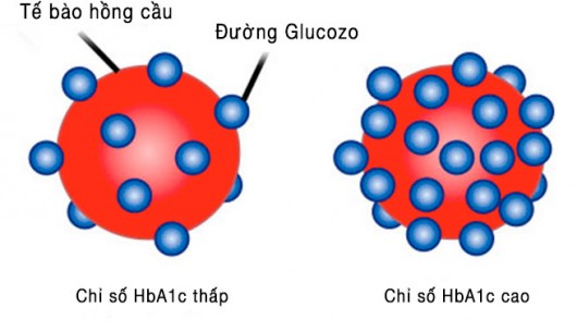 "Đường trung bình" HbA1c là gì, ý nghĩa trong bệnh đái tháo đường