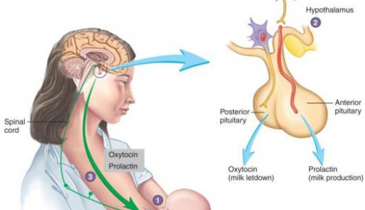 Rối loạn nội tiết nữ: Cường tiết prolactin