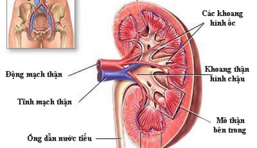 Cảnh giác suy thận cấp ở thai phụ