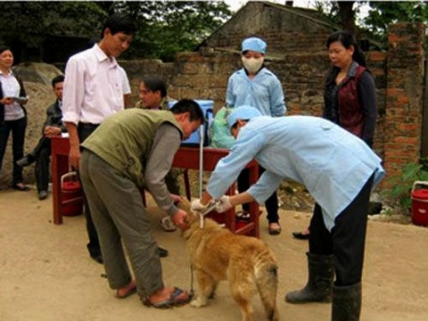 Tiêm phòng dại cho chó hàng năm